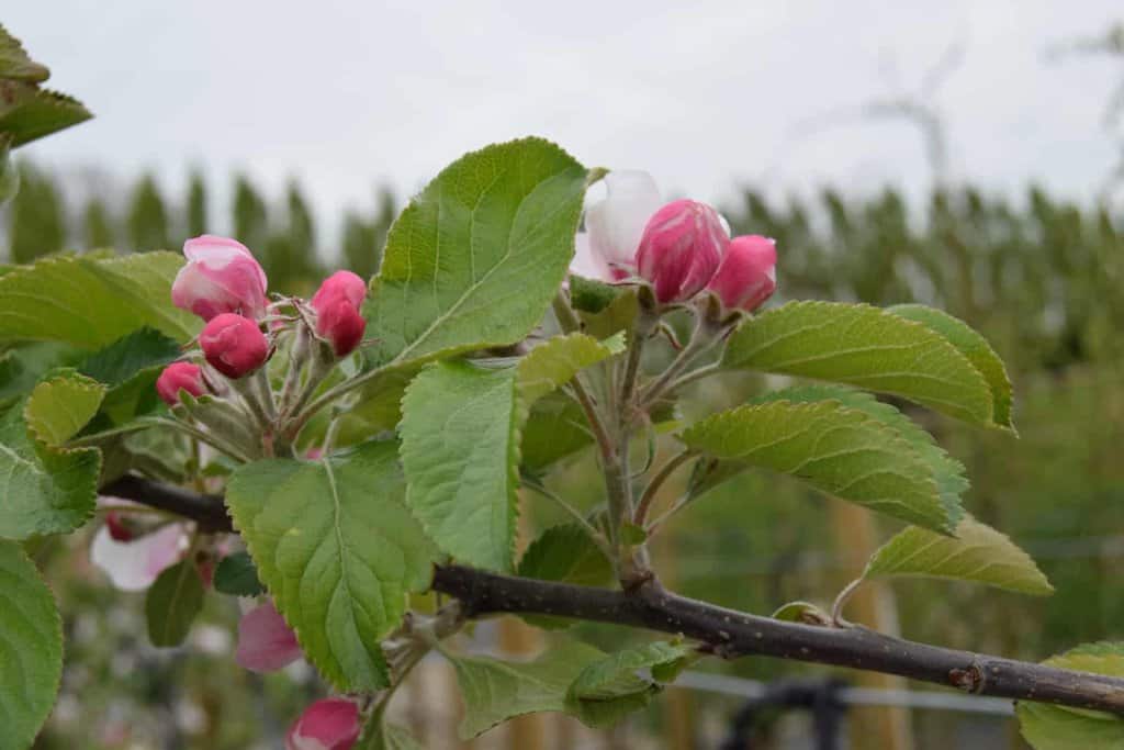Malus domestica 'Cox's Orange Pippin' 14-16 EHS